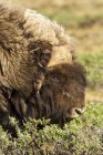 Muskox бик, їдять верби кущів, Вікторія Айленд, Нунавут, Канада Арктики — стокове фото
