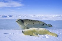 Sigillo di arpa e cucciolo a riposo nella neve del Golfo di San Lorenzo, Canada . — Foto stock