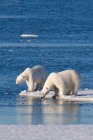 Two polar bears hunting on icy shore of Svalbard Archipelago, Norwegian Arctic — Stock Photo