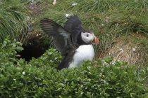 Puffin atlantico appollaiato su una scogliera erbosa vicino alla tana del nido . — Foto stock