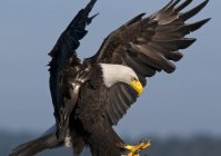 Careca águia pouso enquanto caça ao ar livre . — Fotografia de Stock
