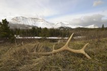 Close-up of elk cast antlers on meadow of Waterton Lakes National Park, Alberta, Canada. — Stock Photo