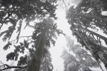 Árboles cubiertos de nieve y niebla en las montañas del Parque Provincial Mount Seymour, Columbia Británica, Canadá - foto de stock