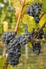Ripe Merlot grapes growing by vineyard fence. — Stock Photo