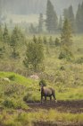 Moose in meadow of Rocky Mountains, Alberta, Canada — Stock Photo
