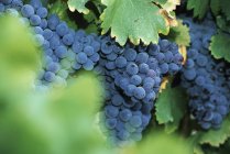 Uvas azules que crecen en viñedo en follaje verde - foto de stock
