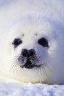 Ritratto ravvicinato del cucciolo di foca arpa con bianchetto sulla neve . — Foto stock