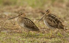 Wilsons snipes standing on grass, close-up — Stock Photo