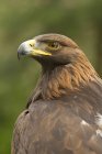 Golden eagle bird of prey, portrait — Stock Photo