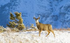 Cervo mulo Maschio in piedi sulla cima della collina innevata — Foto stock