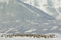 Elk herd resting and grazing in snow-covered meadow at Waterton Lakes National Park, Alberta, Canada. — Stock Photo