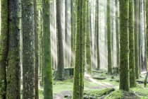 Raggi di sole che splendono tra gli alberi al Golden Ears Provincial Park a Maple Ridge, Columbia Britannica Canada — Foto stock