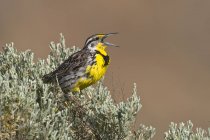 Western meadowlark singing and perched on sage brush. — Stock Photo