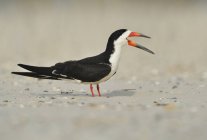 Pássaro de skimmer preto de pé e chamando na areia da praia — Fotografia de Stock