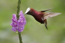 Colibrí gorra de nieve flotando alas mientras se alimenta de flores tropicales, primer plano . - foto de stock
