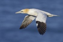 Gannet del norte aves volando a lo largo del agua marina - foto de stock