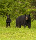 Wild American black bear with cub standing and alert in grassy meadow near Lake Superior, Ontario, Canada — Stock Photo