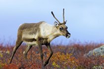 Barren-ground caribou cow on autumnal tundra in Northwest Territories, Arctic Canada — Stock Photo