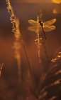 Рівнокрилі бабки посадки на траві на захід сонця, Закри. — стокове фото