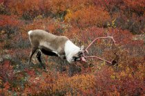 Taureau de caribou de la toundra excrétant des bois durant la saison d'ornières automnales, Terres arides, Arctique canadien — Photo de stock