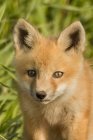 Red fox kit standing in green meadow grass, portrait. — Stock Photo