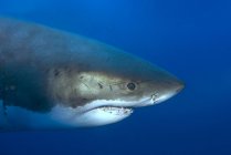 Grande tubarão branco nadando na água do mar azul, close-up . — Fotografia de Stock