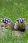 American badger kits in grass at natal burrow, Canada — Stock Photo
