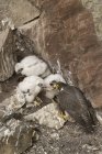 Peregrine falcon feeding chicks at nest in rocks. — Stock Photo