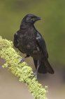 Common crow resting on moss covered branch. — Stock Photo