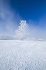 Field with frost-covered tree near Estevan, Saskatchewan, Canada — Stock Photo