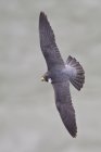 Falco pellegrino grigio che vola con le ali spiegate a mezz'aria . — Foto stock