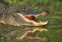 Primer plano del cocodrilo con la boca abierta en Brazos Bend State Park, Texas, Estados Unidos de América - foto de stock