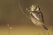 Northern hawk-owl perching on tree branches in woods. — Stock Photo