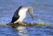 Incubating red-throated loon in water nest. — Stock Photo