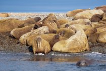 Atlantic walruses hauled out on beach, Storoya, Svalbard Archipelago, Norwegian Arctic — Stock Photo