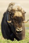 Muskox бик, їдять верби кущів, Вікторія Айленд, Нунавут, Канада Арктики — стокове фото