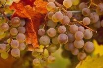 Raisins viogniers sur vigne à la vendange d'automne, gros plan . — Photo de stock