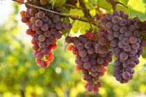 Close-up of Ripe Gewurtztraminer grapes in sunlight — Stock Photo