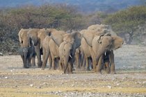 Manada de elefantes africanos na planície do Parque Nacional de Etosha, Namíbia — Fotografia de Stock