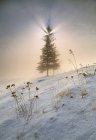 Árvore de abeto em retroiluminação e nevoeiro ao nascer do sol perto de Drayton Valley, Alberta, Canadá — Fotografia de Stock