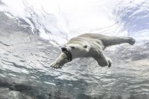 Orso polare che attacca mentre nuota sott'acqua allo zoo di Assiniboine Park, Manitoba, Canada — Foto stock