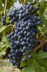 Raisins Merlot mûrs dans le vignoble, gros plan . — Photo de stock