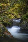 Ruisseau forestier dans le parc provincial Goldstream, Langford, Colombie-Britannique, Canada . — Photo de stock