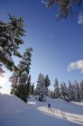 Ski nordique au domaine skiable de Cypress Mountain, Hollyburn Mountain. Cypress Bowl, West Vancouver. Colombie-Britannique, Canada — Photo de stock