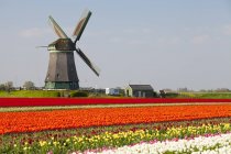 Moulin à vent et tulipes près d'Obdam, Hollande-Septentrionale, Pays-Bas — Photo de stock