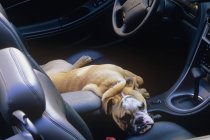Boxer cão deitado no banco da frente do carro — Fotografia de Stock