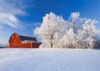 Red barn and trees coated with hoarfrost near Beausejour,  Manitoba, Canada — Stock Photo