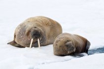 Атлантические моржи бездельничают на льду, архипелаг Шпицберген, Норвежская Арктика — стоковое фото