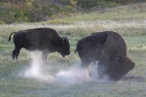 Amerikanische Bisons stauben beim Baden im Custer State Park, South Dakota, Vereinigte Staaten — Stockfoto