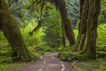 Cauda através da floresta tropical Hoh em Olympic National Park, Washington, EUA — Fotografia de Stock